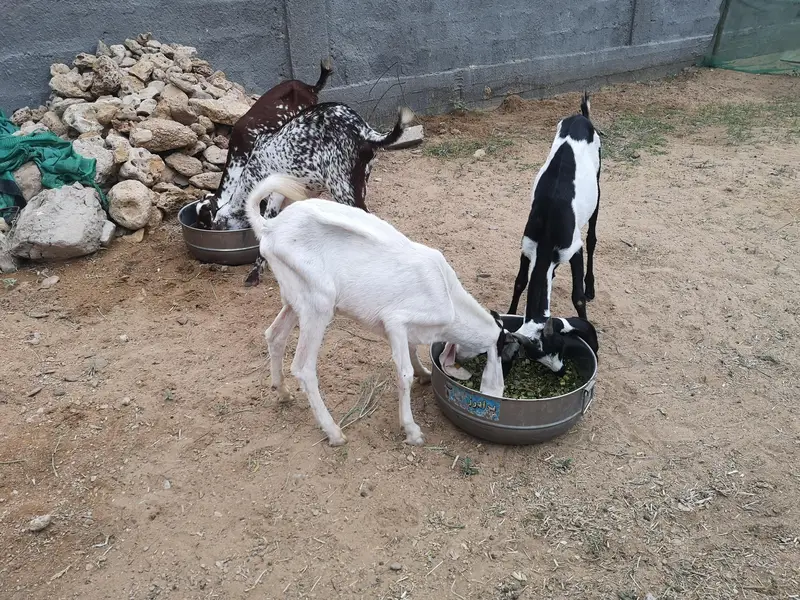 excellent breeding goats and goat kids for sale — photo 4