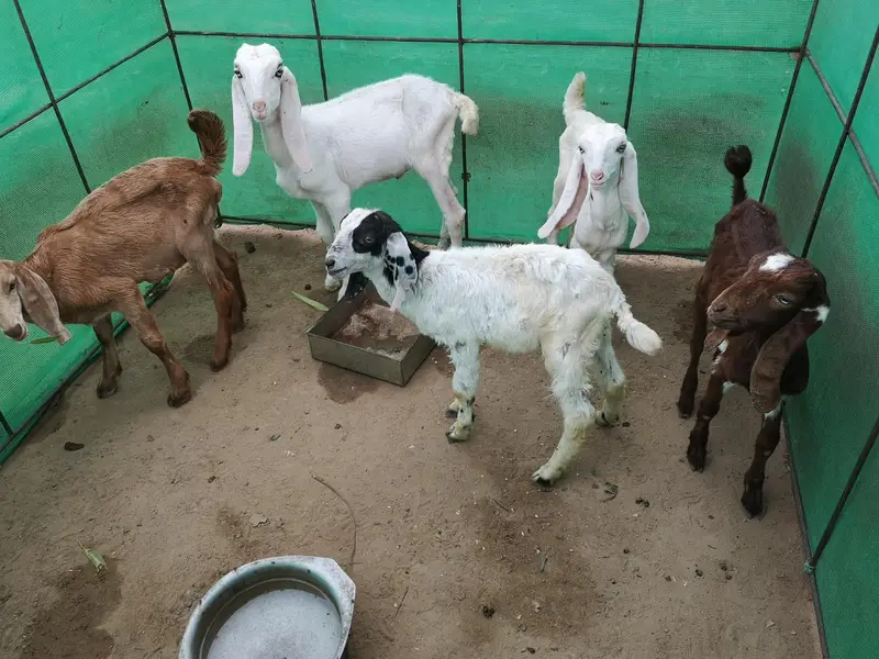 excellent breeding goats and goat kids for sale — photo 5