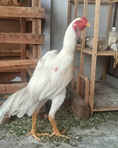 white German shamo