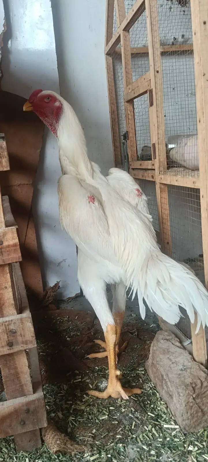 white German shamo — photo 2
