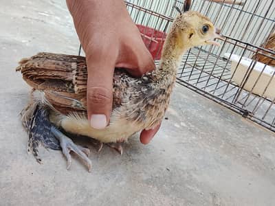Healthy Peacock Chicks for Sale 4 Available
