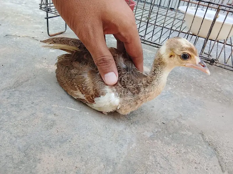 Healthy Peacock Chicks for Sale 4 Available — photo 2