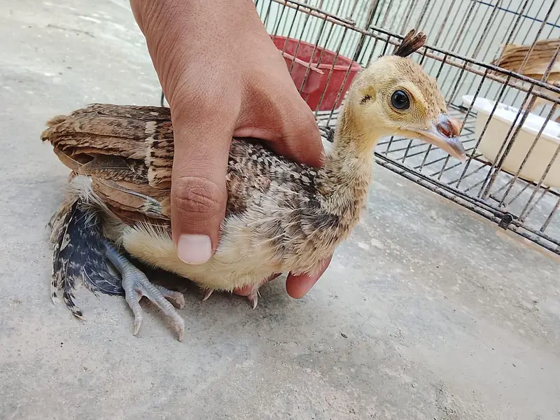 Healthy Peacock Chicks for Sale 4 Available — photo 3