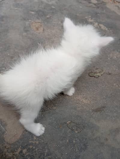 Persian Cat Babies One cat baby price