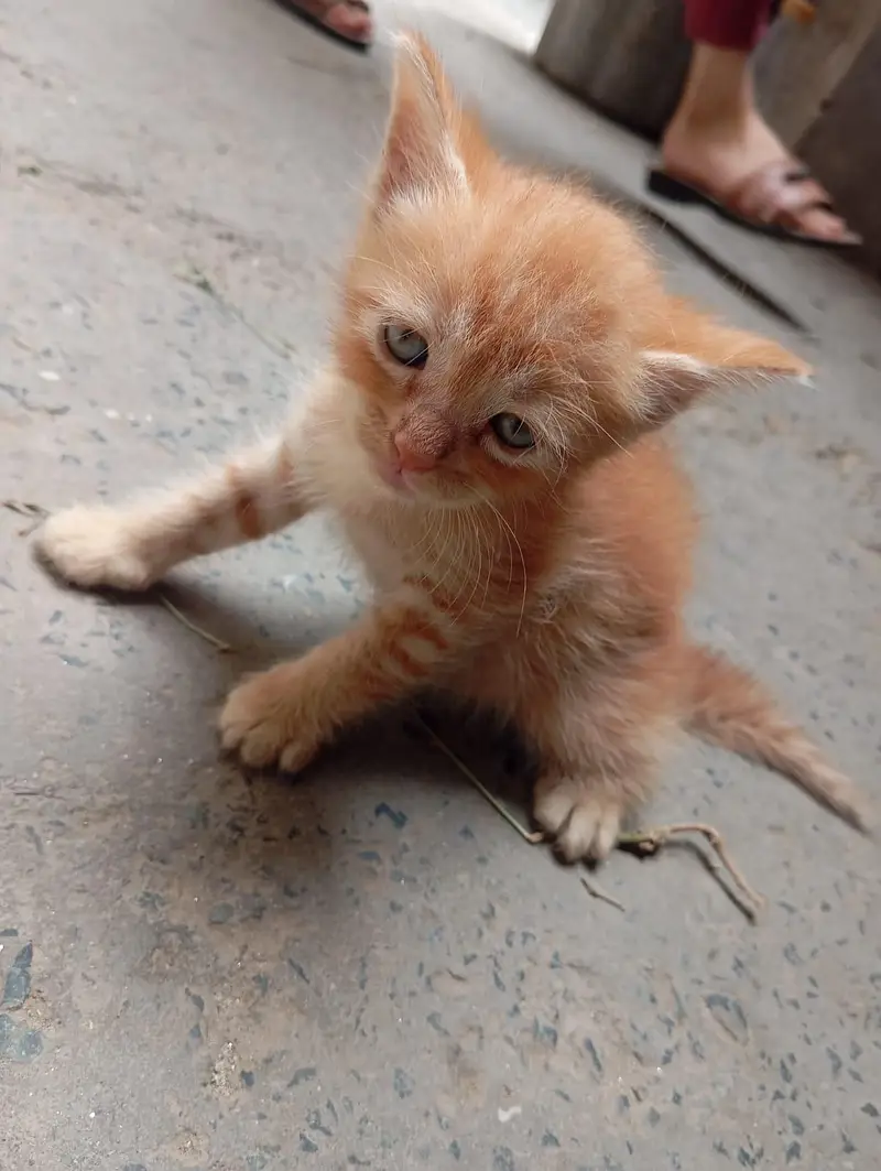 Persian Cat Babies One cat baby price — photo 2