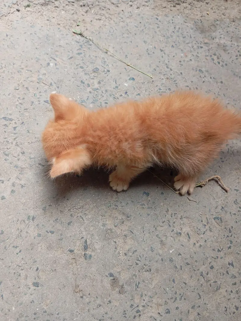 Persian Cat Babies One cat baby price — photo 3