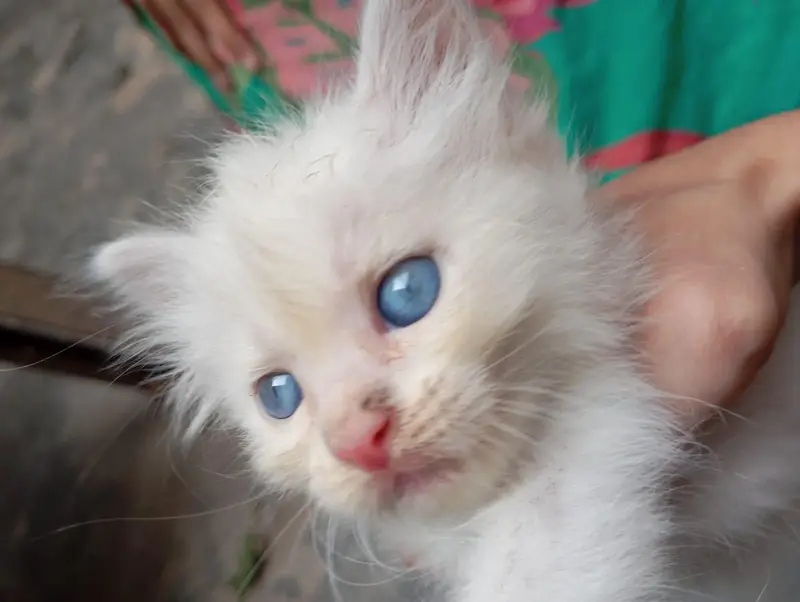 Persian Cat Babies One cat baby price — photo 4