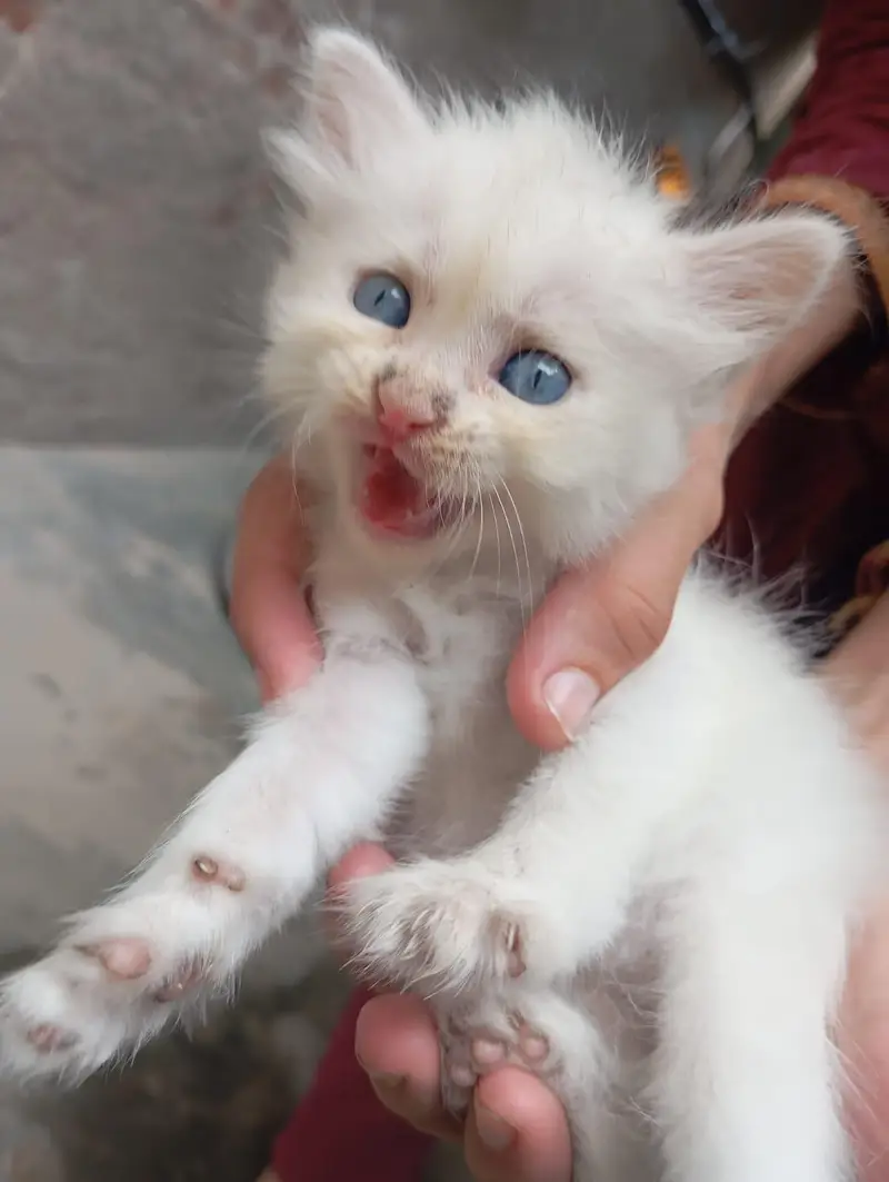 Persian Cat Babies One cat baby price — photo 5