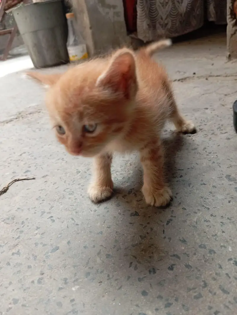 Persian Cat Babies One cat baby price — photo 6