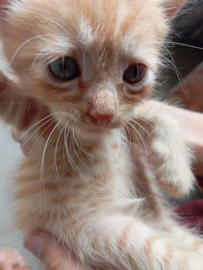 Persian Cat Babies One cat baby price — photo 7