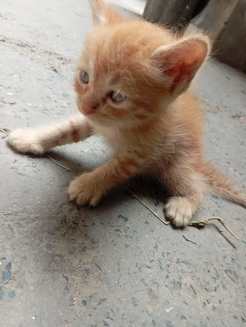Persian Cat Babies One cat baby price — photo 8