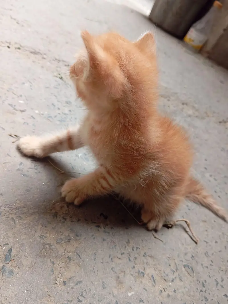 Persian Cat Babies One cat baby price — photo 9