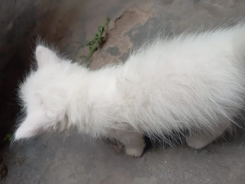 Persian Cat Babies One cat baby price — photo 10