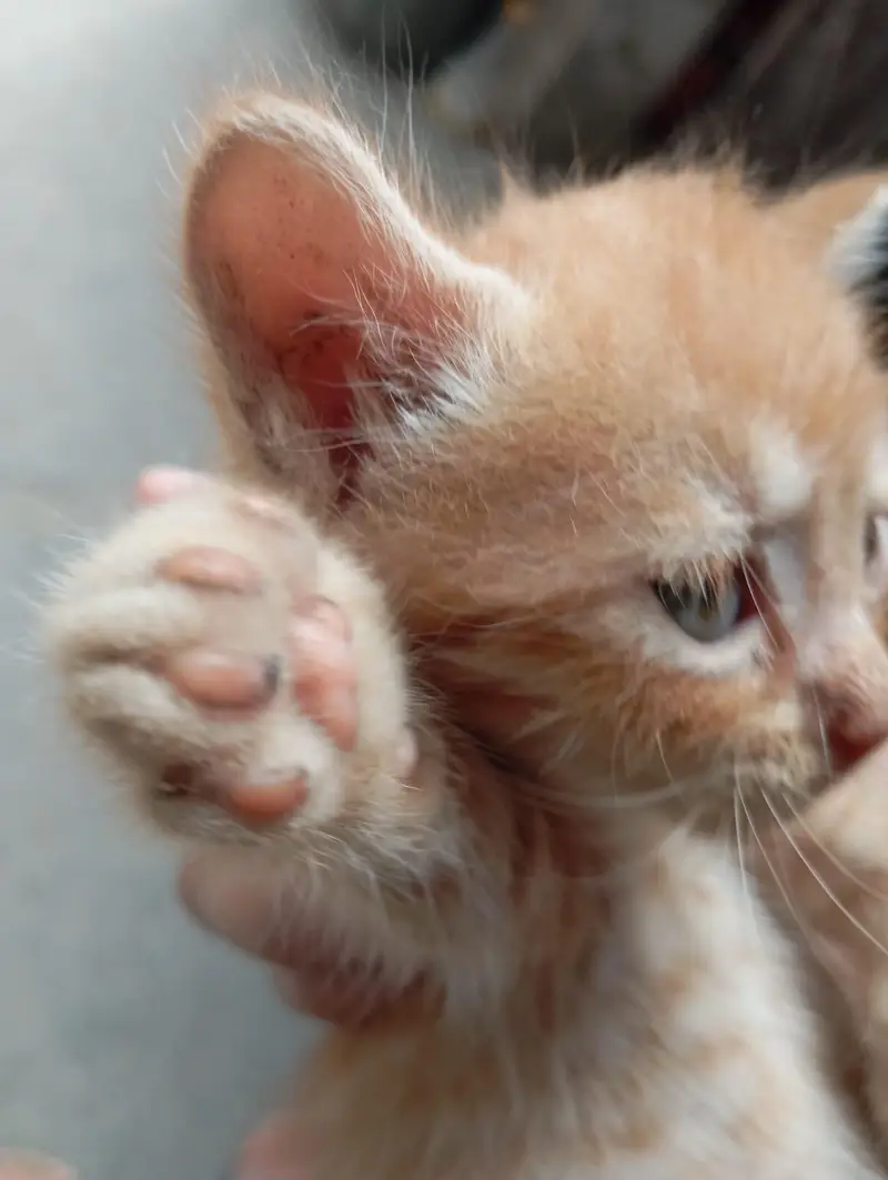 Persian Cat Babies One cat baby price — photo 11