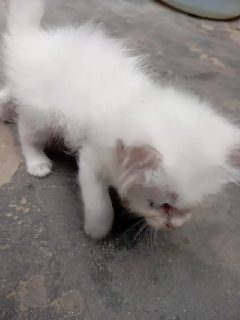 Persian Cat Babies One cat baby price — photo 12