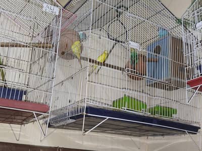 budgie birds