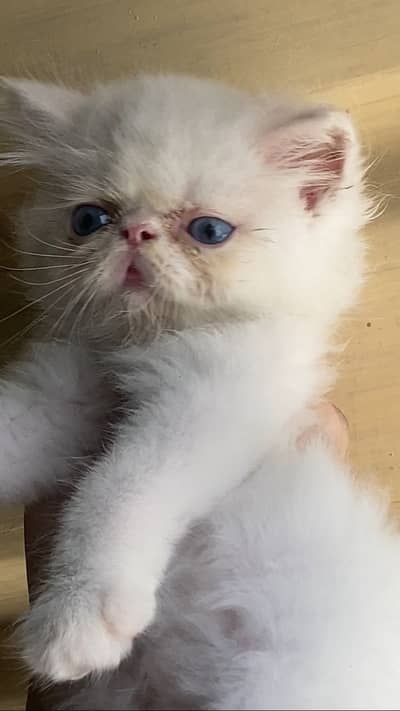 Persian kitten triple coated