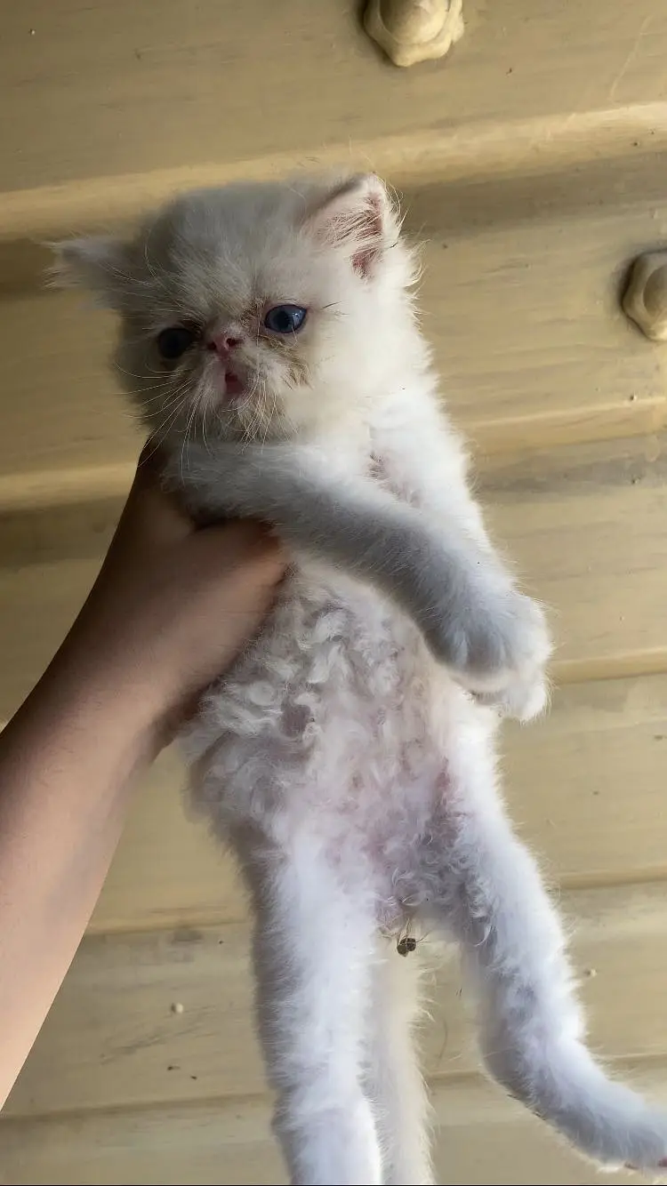Persian kitten triple coated — photo 3