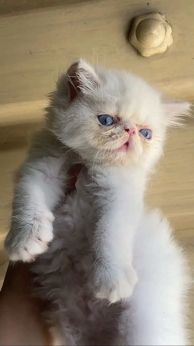 Persian kitten triple coated — photo 4