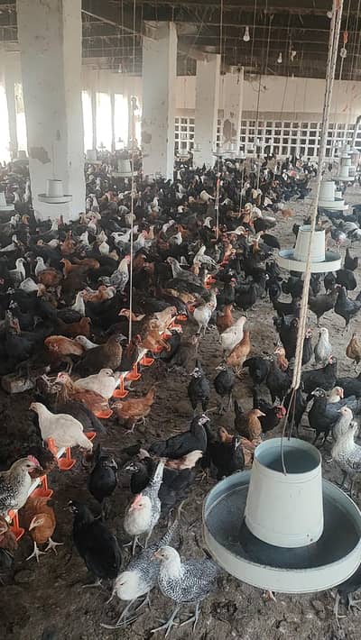 Golden Misri / Australorp / Fayoumi / Egyption Feyoumi
