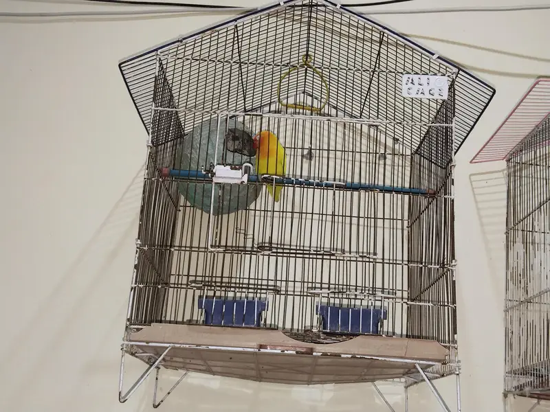 budgie birds — photo 2