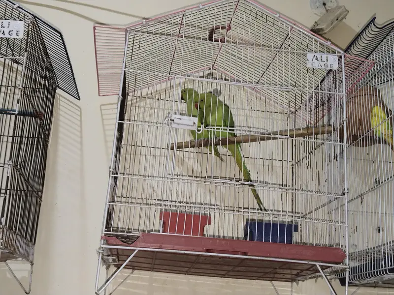 budgie birds — photo 3