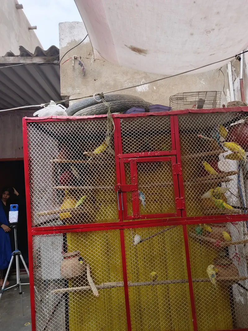 Cage And badgies for sell — photo 2