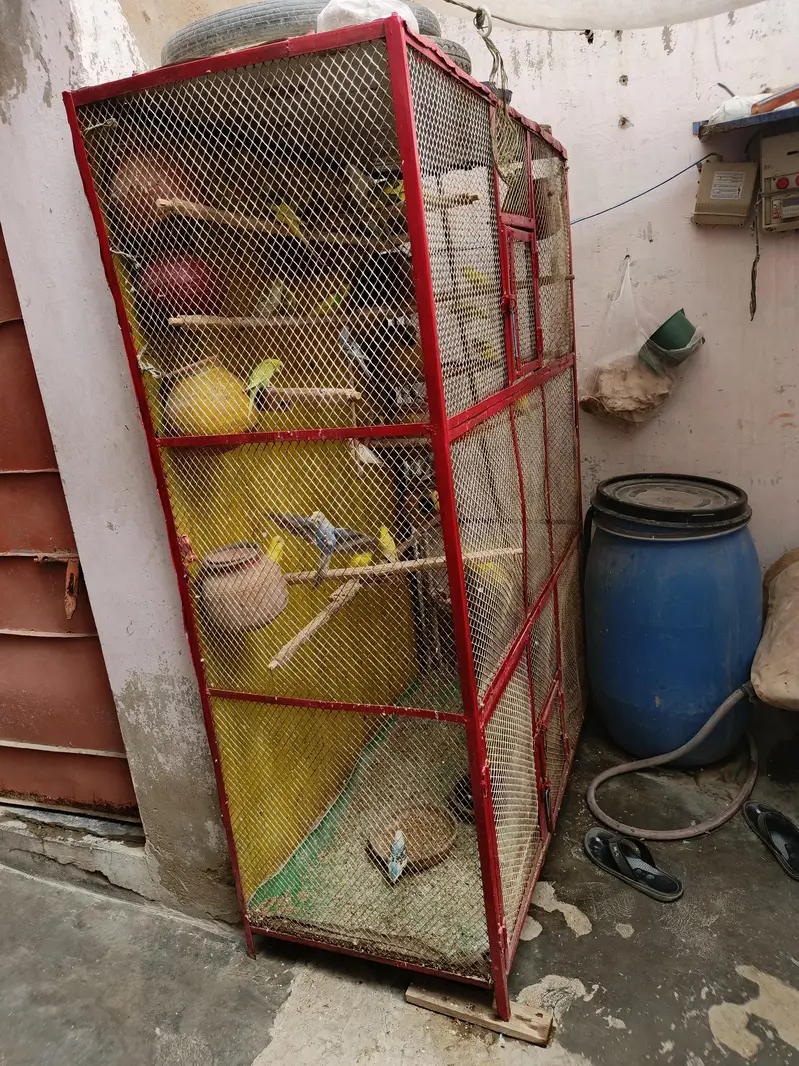 Cage And badgies for sell — photo 3