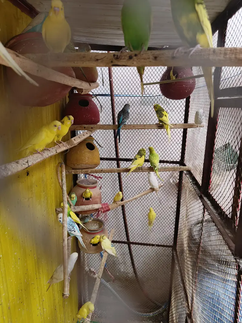 Cage And badgies for sell — photo 4