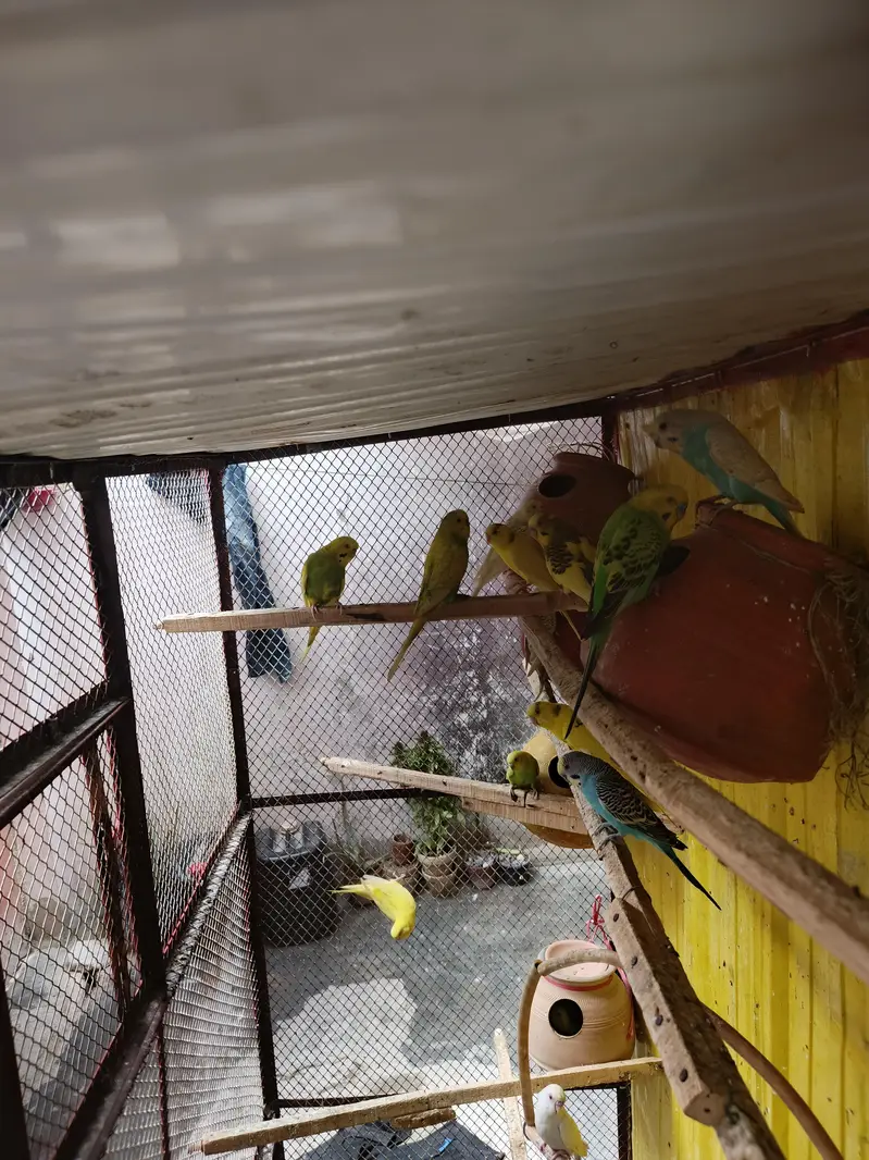 Cage And badgies for sell — photo 5