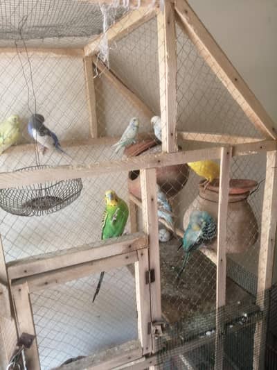 badgi pairs with cage