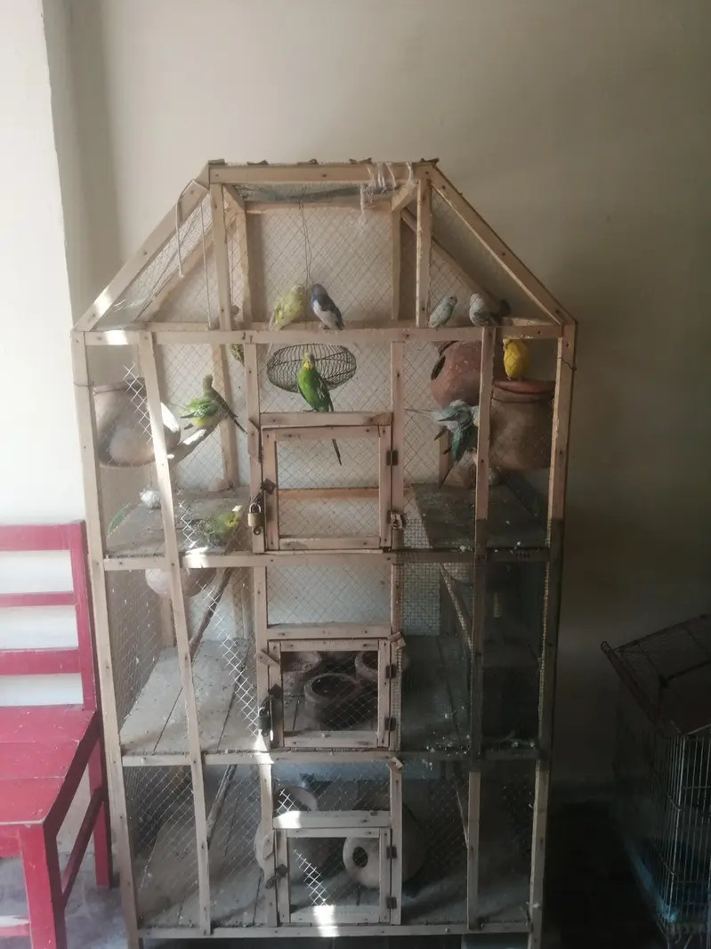 badgi pairs with cage — photo 2