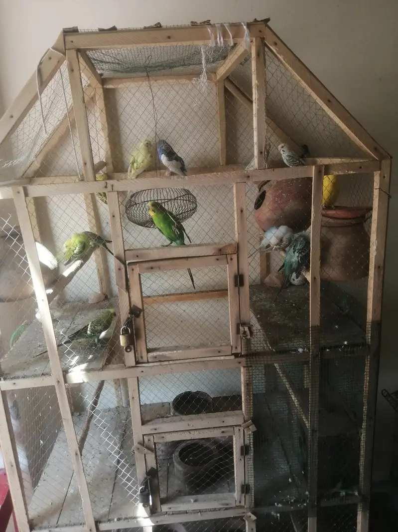 badgi pairs with cage — photo 3