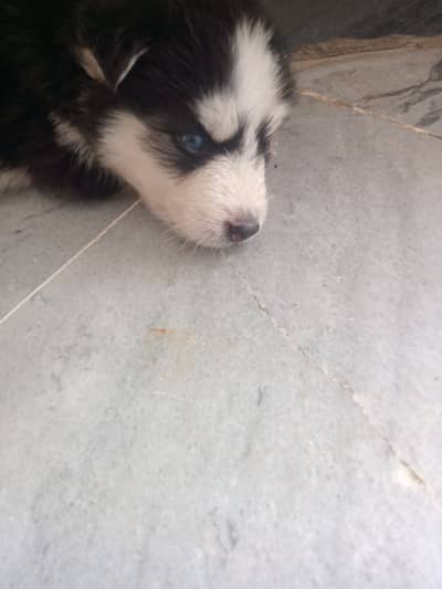 poure husky dogs male female