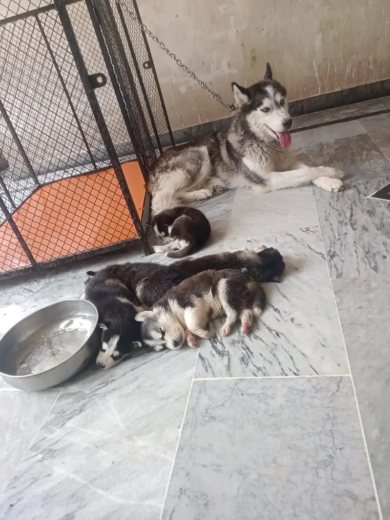 poure husky dogs male female — photo 2