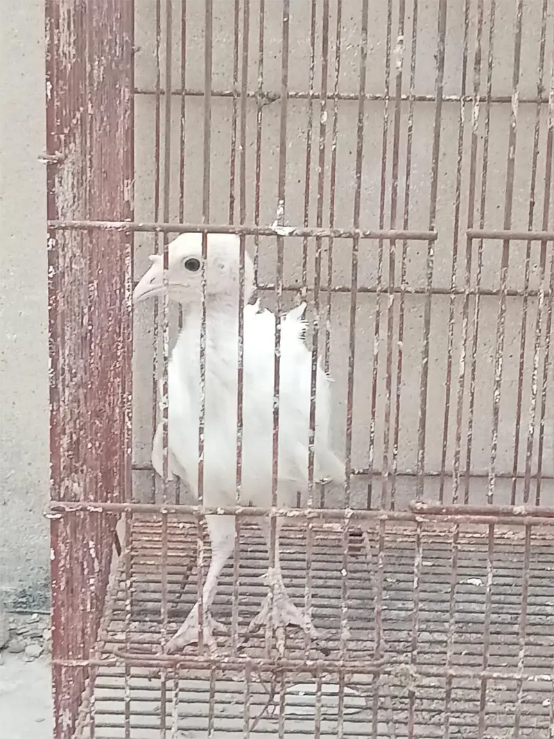 turkey — photo 3