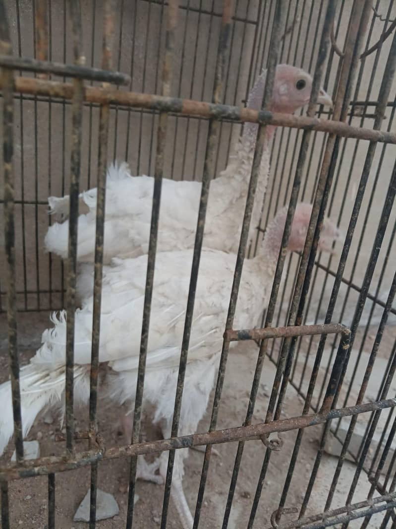 turkey 0