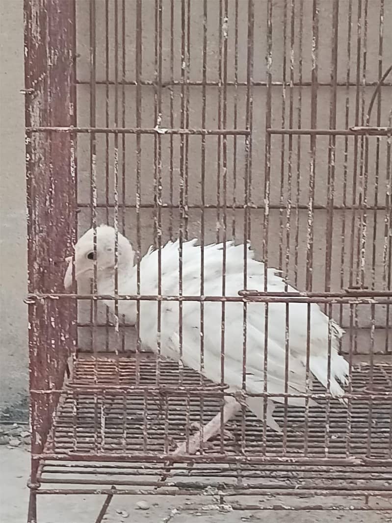 turkey 3