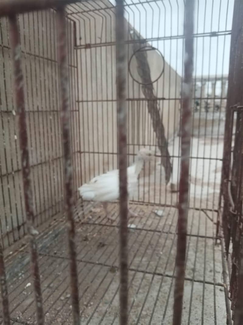 turkey 4