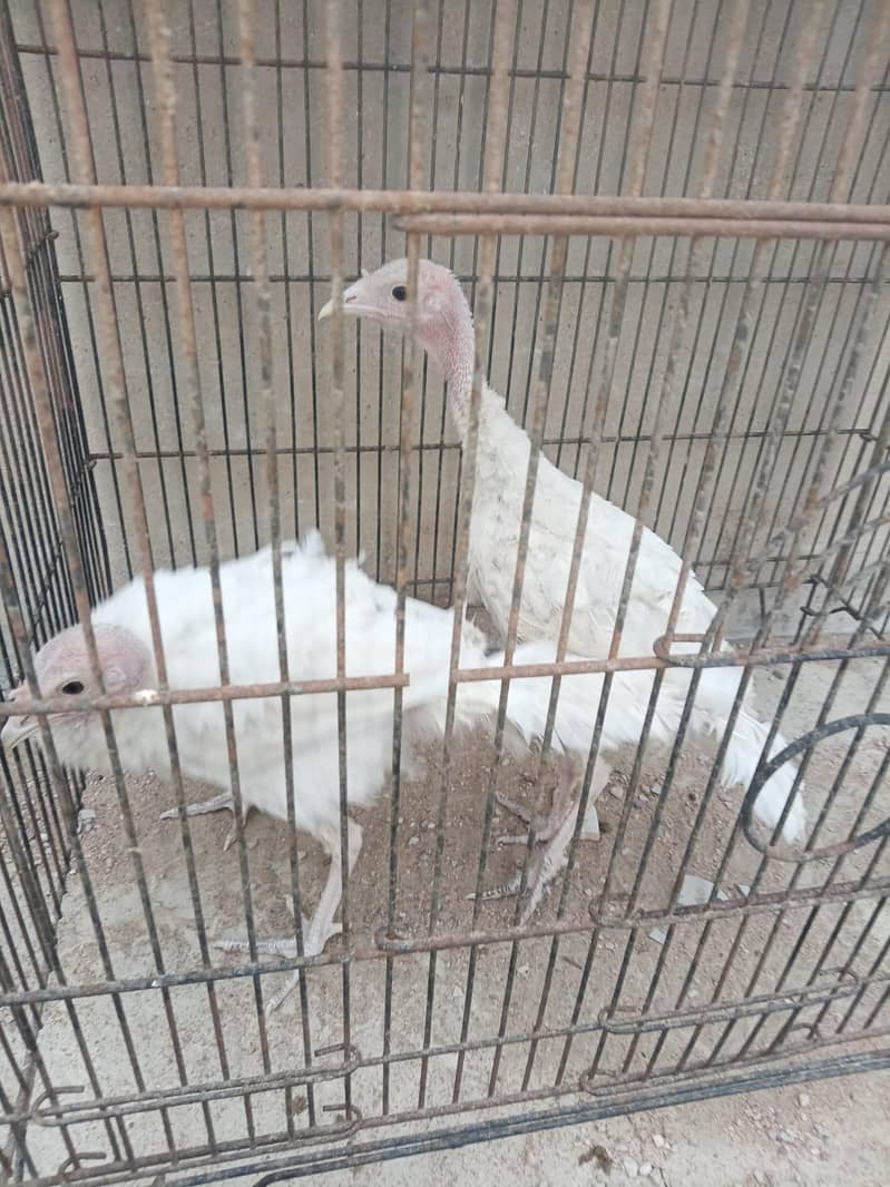 turkey 1