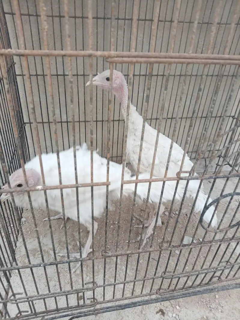 turkey — photo 2