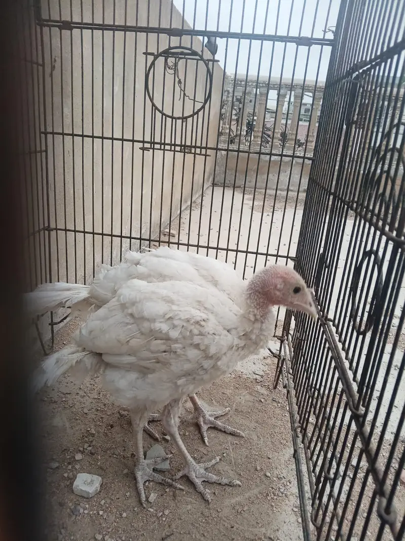 turkey — photo 6