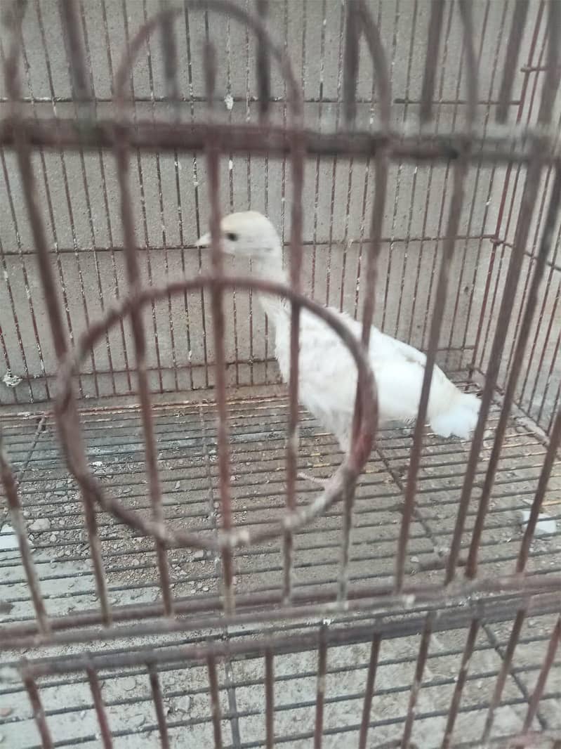 turkey 6