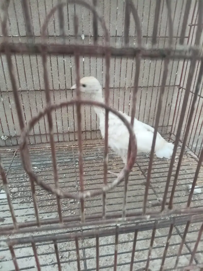 turkey — photo 7