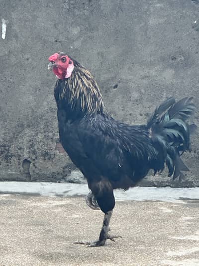 Pair for sale very healthy