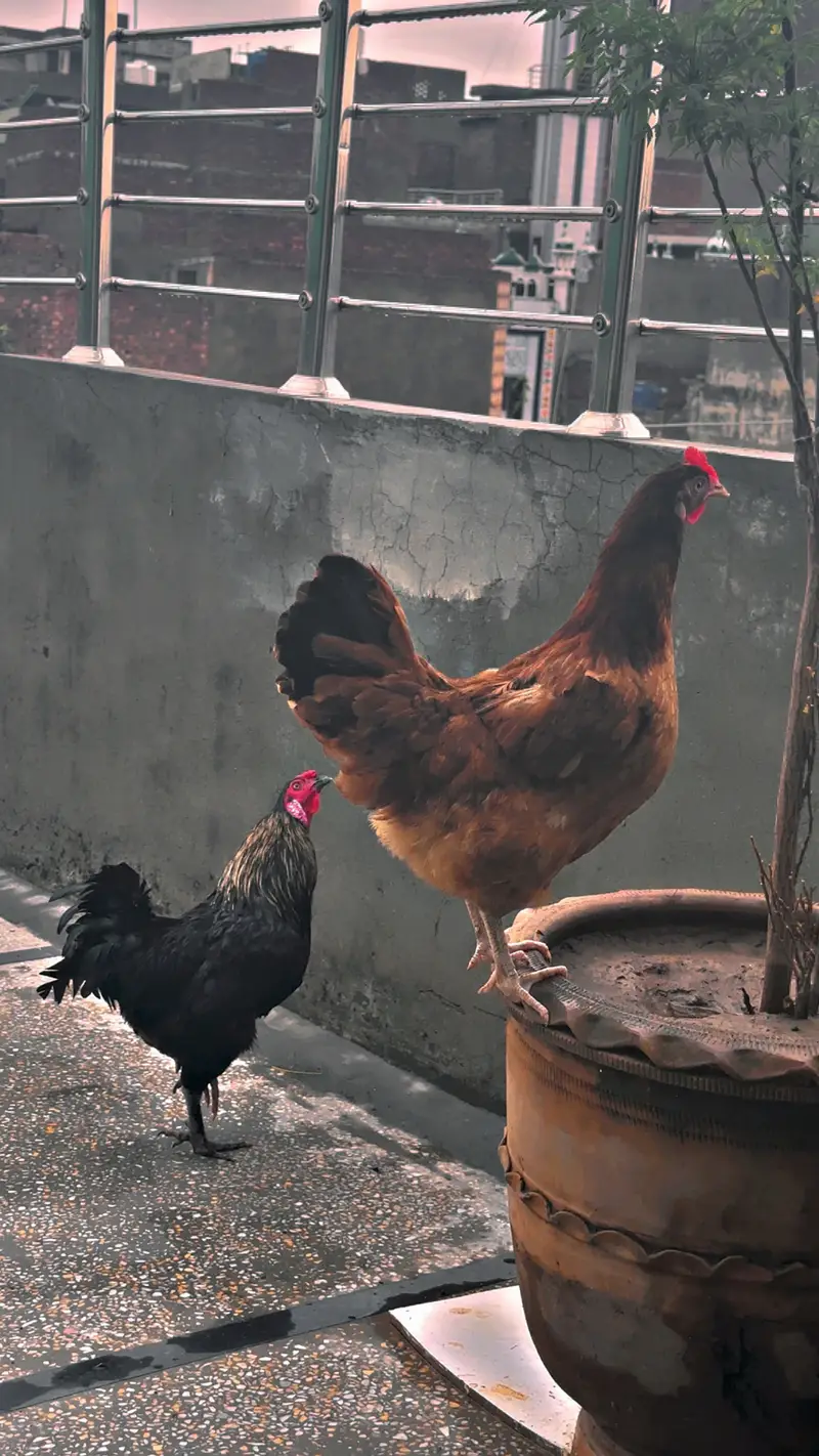 Pair for sale very healthy — photo 4