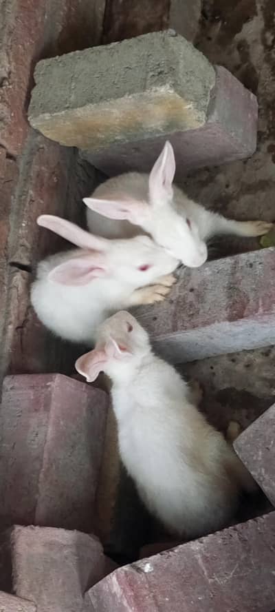 white red eye rabbit (03095202570)