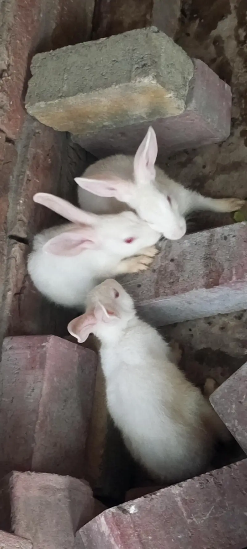 white red eye rabbit (03095202570)