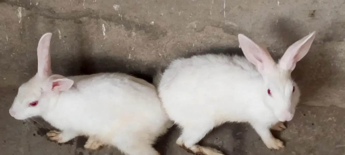 white red eye rabbit (03095202570) — photo 2