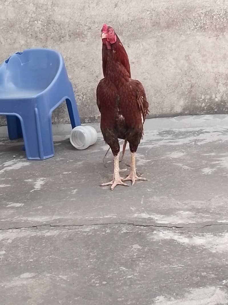 peela breader 2